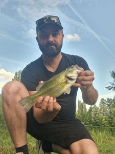 Largemouth Bass
