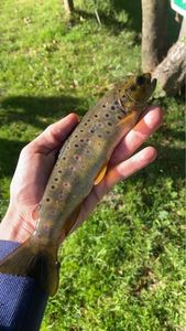 Brown Trout