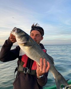 European Bass (Seabass)