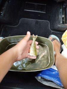 European Perch