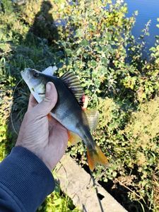 European Perch
