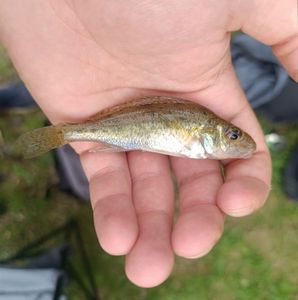 Ruffe