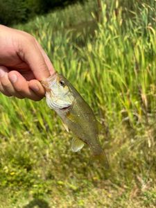 Smallmouth Bass