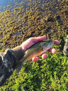 Largemouth Bass