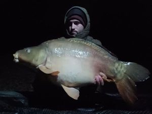 Mirror Carp