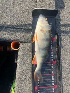 European Perch