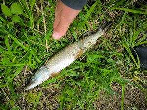 Northern Pike