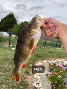 European Perch