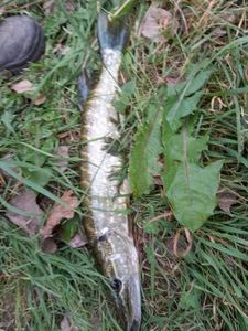 Northern Pike