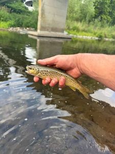 Brown Trout