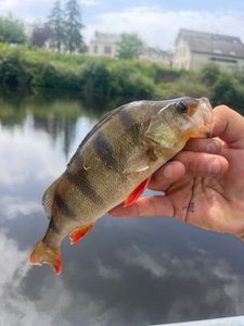 European Perch