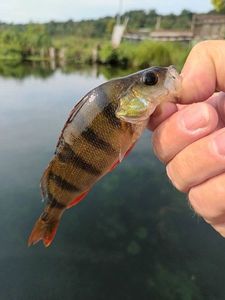 European Perch