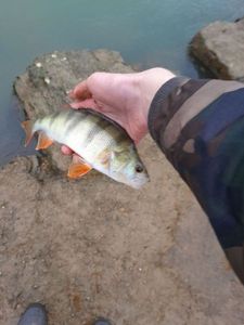 European Perch