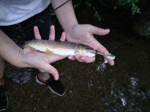 Brown Trout