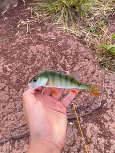 European Perch