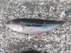 Mediterranean Rainbow Wrasse