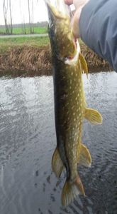 Northern Pike