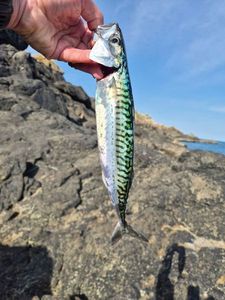 Mackerel