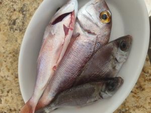Red Porgy