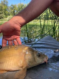Mirror Carp