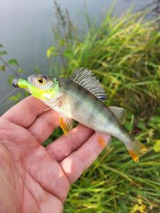 European Perch