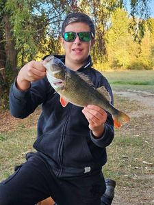 European Perch