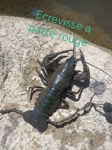 Noble Crayfish
