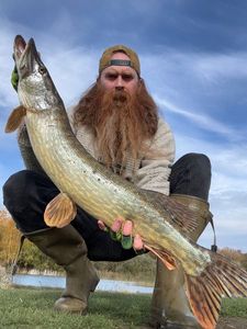 Northern Pike