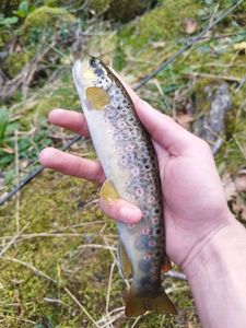 Brown Trout