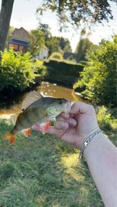 European Perch