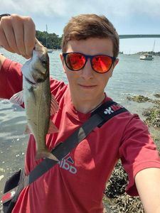 European Bass (Seabass)