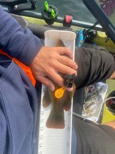 Ballan Wrasse