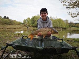 Common Carp