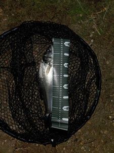 European Bass (Seabass)