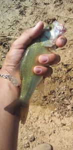 Largemouth Bass