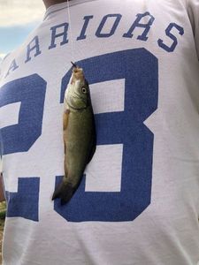 Tench