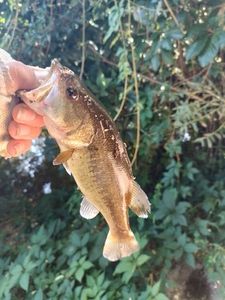 Largemouth Bass