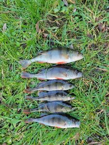 European Perch