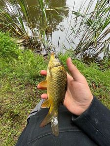 Common Carp