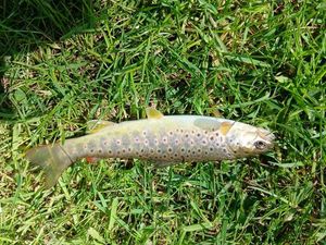 Brown Trout