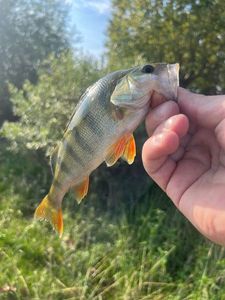 European Perch