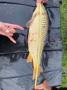 Common Carp