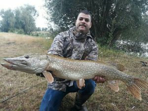 Northern Pike