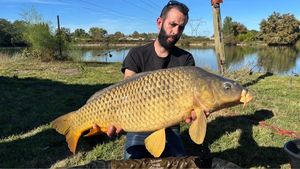 Common Carp