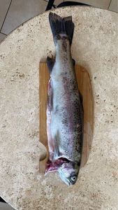 Rainbow Trout