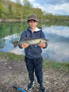 Zander