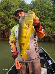 Cichla mirianae