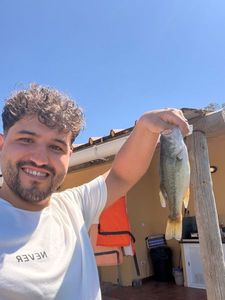 Largemouth Bass