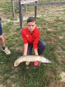 Northern Pike