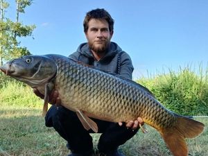 Common Carp